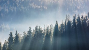 Sabah sisli orman manzarası. Sonbaharda çok güzel bir arka plan. Sabahın köründe tepede çam ağaçları. Sonbahar mevsiminde hava