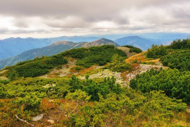 Strymba Dağı 'nın hareketli manzarası. Eylül 'deki güzel Karpatya manzarası. Taş kaplı bir arazide ardıç bitkisi. Soğuk bulutlu hava