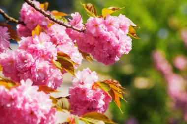 Pembe kiraz çiçeği dalı. İlkbahar doğası. güneşli hava