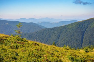 Yazın Carpathian sıradağları. Dik orman yamaçları. Parlak güneşli hava