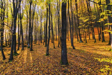 Sabah vakti Karpatlar 'ın yaprak döken ormanları. Sonbaharda kayın ağaçlarının olduğu güzel doğa manzarası. Sonbahar renklerinde yeşillik
