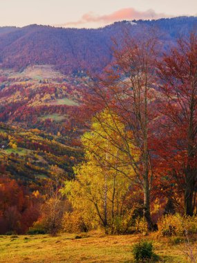 Dağlık kırsal arazinin kayan tepelerindeki ağaçlar. Sonbahar mevsiminde Karpatya kırsal alanının manzarası