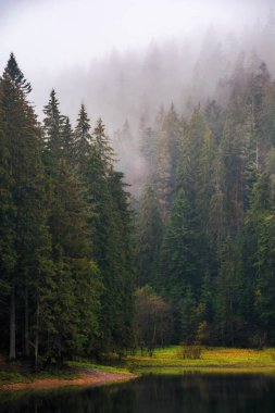Sonbaharda ormanların arasında dağ gölü. Gün doğumunda sisli doğa manzarası