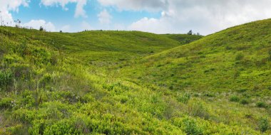 Çimen tepeli Karpatlar 'ın doğa manzarası. Yazın yeşil dağ manzarası