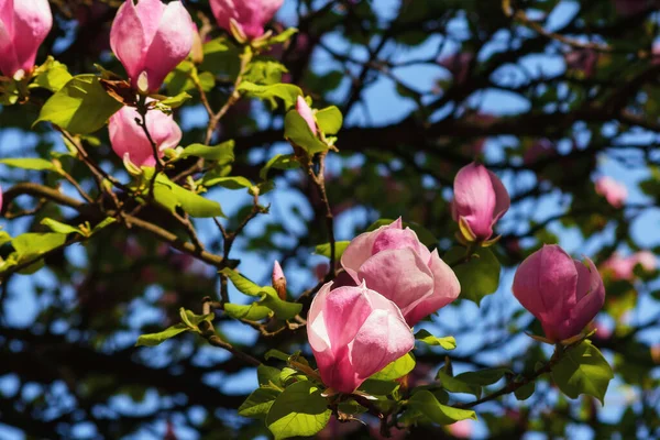 Rosa Lökmagnolia Full Blom Blommig Natur Bakgrund Grönskande Ljus Varmt — Stockfoto