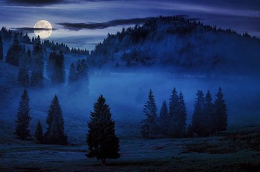Romanya 'nın dağlarındaki kozalaklı ağaçların arasındaki soğuk sis. Dolunay ışığında harika bir doğa manzarası