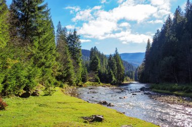 Sonbaharda küçük nehri olan doğa manzarası. Güneşli bir öğleden sonra dağlık kırsal alan. Kıyıdaki ladin ormanı