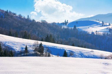 Karpatya kırsal kesiminde karla kaplı alanlar. Tepedeki ağaçlar parlak öğleden sonra ışığında. Uzaktaki dağ sırtı