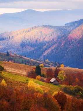 Dağların uzak kırsal kesiminde. Transcarpathia 'nın sonbahar kırsal manzarası, Ukrayna' nın sabah ışığı.