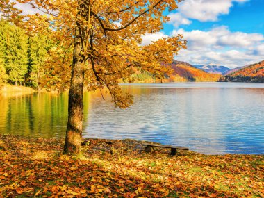 Göl kenarındaki parlak sonbahar renklerinde bir ağaç. Sahilde düşen yapraklar var. Sonbaharda güneşli bir günde dağlık bir manzara. Mavi gökyüzü ve suda yansıyan bulutlarla güzel bir manzara.