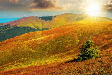 Gün batımında bir yamaçta çam ağacı. Yaz sonu mevsimi dağlarda. Akşam ışığında güzel doğa manzarası