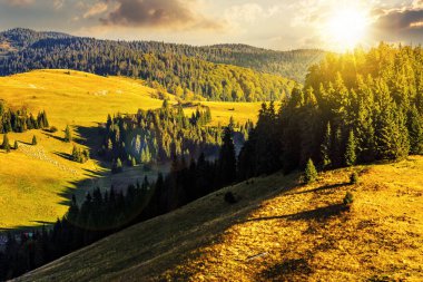 Sonbaharda dağ manzarası. Gün batımında kozalaklı orman ve çayır yamaçta. Akşam ışığında güzel doğa manzarası