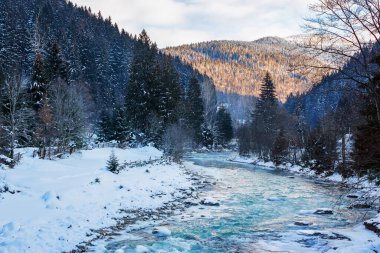 Uzakta nehir ve dağ olan kış manzarası. Karpatya kırsal kesiminde güneşli bir günde karla kaplı kardaki ladin ormanı