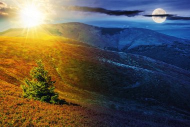 Yazın yamaçta çam ağacı, alacakaranlıkta güneş ve ay. Gündüz ve gece zaman kavramını değiştirir. Sabah ışığında dağlık bir manzara.