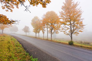 Sonbaharda ormanlık alanda yeni asfalt yol. Bulutlu gökyüzü ile sisli hava. Kasvetli sabah