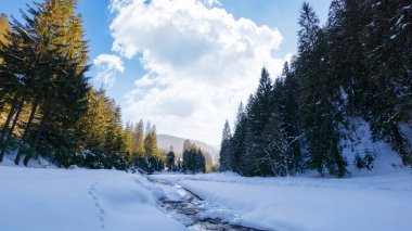 Kışın nehirle kaplı dağlık bir arazi. Karla kaplı sahildeki ağaçlar. Güneşli bir günde Karpat doğasının dondurucu ortamı
