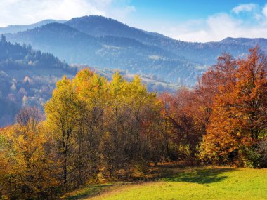 Çimenli tepede renkli yapraklar içinde ağaçlar. Güneşli bir günde dağlarda güzel bir sonbahar manzarası. Carpathian kırsalında sonbahar sezonu