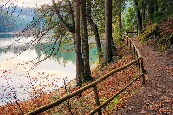 Karpatlar 'ın kozalaklı ormanlarına park et. Akşam ışığında, dolambaçlı orman patikası boyunca tahta çitler. Sonbahar mevsiminde güzel doğa manzarası