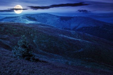 Geceleri yüksek dağlardaki bir yamaçta çam ağacı. Dolunay ışığında harika bir doğa manzarası