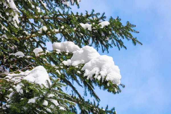 Snö Grenarna Barrträd Framför Blå Himmel Soligt Väder Vintern Närbild — Stockfoto