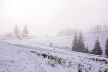 Sisli bir günde kırsal kış manzarası. Karla kaplı tepelerde ağaçlarla kaplı bir manzara.