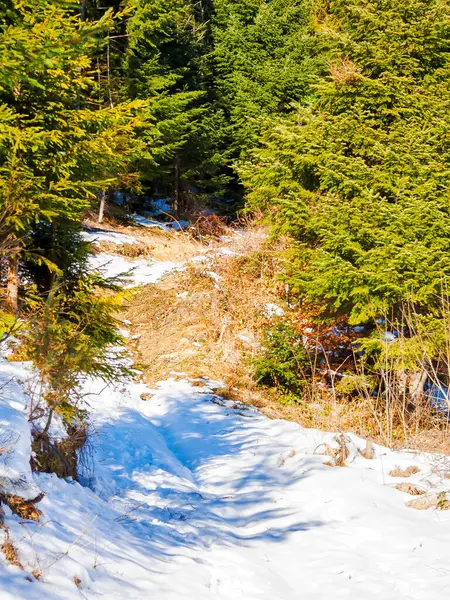 scenery with fir forest on a hill. snow covered path among the trees. bright sunny day in winter
