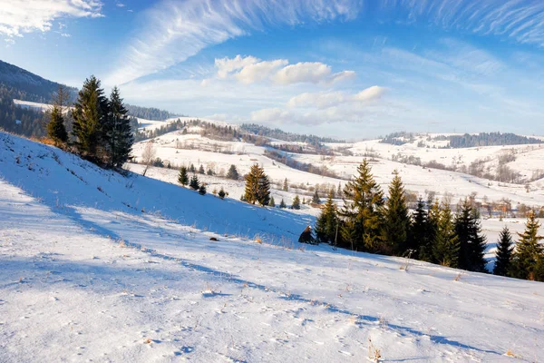 rolling landscape of a mountainous carpathian countryside in winter. fir trees on a snow covered hills and distant rural fields. frosty weather on a sunny day with clouds on a blue sky