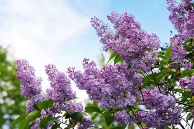 Mavi gökyüzünün önünde çiçek açan leylak. İlkbaharda çiçek arkaplanı