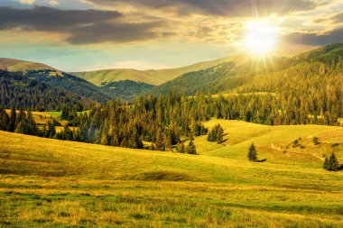 Yazın, gün batımında dağlık bölgedeki tepelerde ladin ormanının yakınındaki çayır manzarası. Güzel kırsal manzara Akşam ışığında