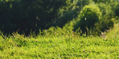 Yazın çimenli çayır yakınlarında. doğa arkaplanı