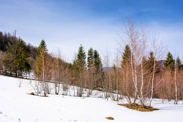Baharın başlarında Transcarpathia 'nın dağlık manzarası. Güneşli bir günde tepede yapraksız ağaçlar vardı.