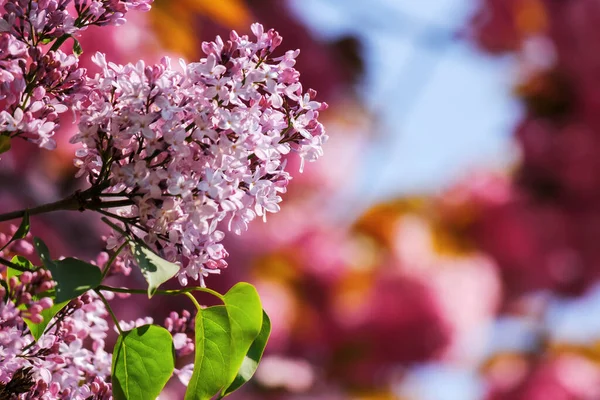 Lila Blomma Framför Suddig Sakura Bakgrund Lila Spruta Morgonljus Våren — Stockfoto