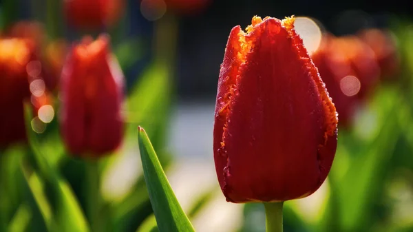 Rode Tulp Close Een Zonnige Dag Voorjaarsvakantie — Stockfoto
