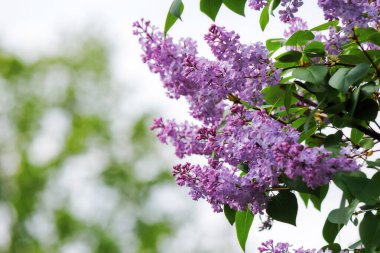 İlkbaharda şırınga müstehcen çiçek açar. Mor leylağın çiçekli arka planı
