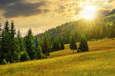 Gün batımında dağ manzarası. Tepe tarafında kozalaklı ormanlı çayır. Güzel kırsal manzara Akşam ışığında