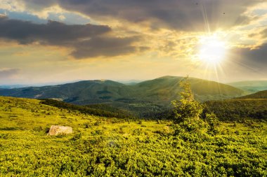 Kozalaklı ağaç ve taş, tepedeki çimlerde, yüksek dağların tepesinde, mavi gökyüzünün altında, gün batımında biraz bulutla. Güzel kırsal manzara Akşam ışığında