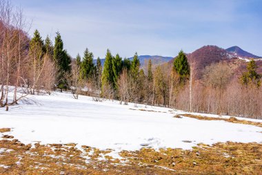 İlkbaharda Uzana Ulusal Parkı ormanları. Dağlık Ukrayna manzarası. Karpatlar 'ın doğa manzarası, karlar üzerinde ağaçlar Mart' ta tepede