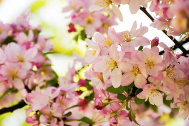 Çiçek açmış elma dalıyla. İlkbaharda yemyeşil çiçek açan doğa arka planı