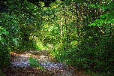 Doğal ormandaki macera. Yaz aylarında Karpatlar 'ın vahşi ormanlarında patika yolu olan doğa manzarası.