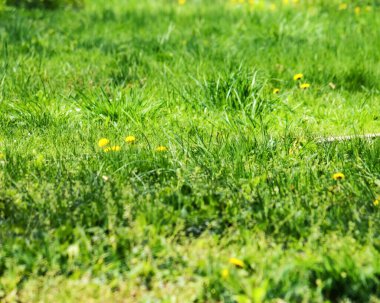 Çimenli çimlere otlarla yakın çekim. İlkbaharda organik doğa