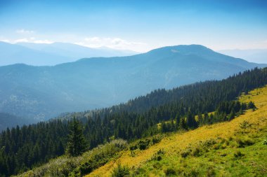 Ukrayna Alp Dağları manzarası. Kornohora sırtı dağları, ormanlık tepeler ve sabah vakti çimenli çayırlar. Sıcak yaz öğleden sonraları