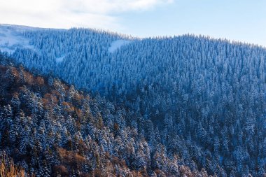 Tepenin yamacındaki buzlu kozalaklı ormanda. Kışın dağlık Karpatya manzarası