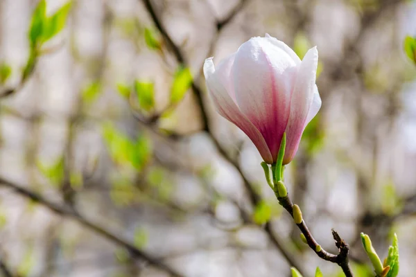 Närbild Blommande Magnolia Blomma Soulangeana Träd Full Blom Solig Dag — Stockfoto
