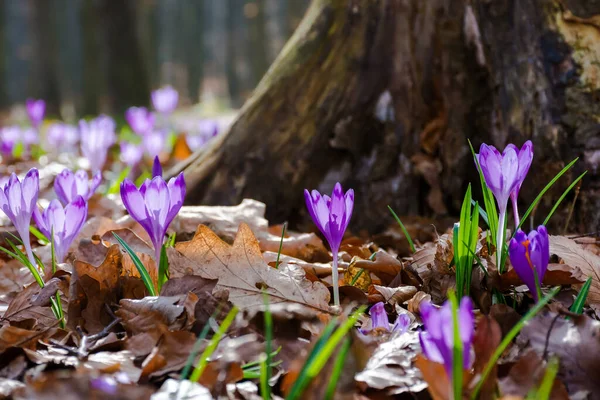 Ormanda tomurcuklanan kır çiçekleri. Güzel yakın plan doğa arka planı. Transcarpathia, Ukrayna ormanlarında bahar mevsimi