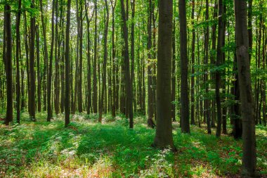 Baharda yeşil kayın ormanı. Güneşli bir günde Transcarpathia 'nın ilkel ormanları