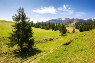 Baharda Karpat kırsalının çimenli tepeleri ve çayırlarındaki kozalaklı ormanlar. Ukrayna 'nın dağlık kırsal manzarası. Güneşli bir günde, Borzhava' nın tepeleri karla kaplı.