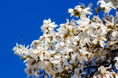 Çiçek açmış manolya kobusu. Güneşli bir günde, ilkbaharda mavi gökyüzüne karşı beyaz çiçeklerle güzel bir arka plan.
