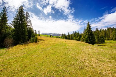 Baharda çimenli tepenin üzerindeki kozalaklı ağaçlar. Mavi gökyüzünün altında bulutlu, karlı tepeleri olan bir dağ sırası. Güneşli bir günde güzel bir Karpatya kırsalı