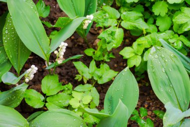 Bahçedeki vadi zambağı. Su damlalarında büyük yeşil yapraklar. güzel doğa arkaplan görüntüsü yukarıdan