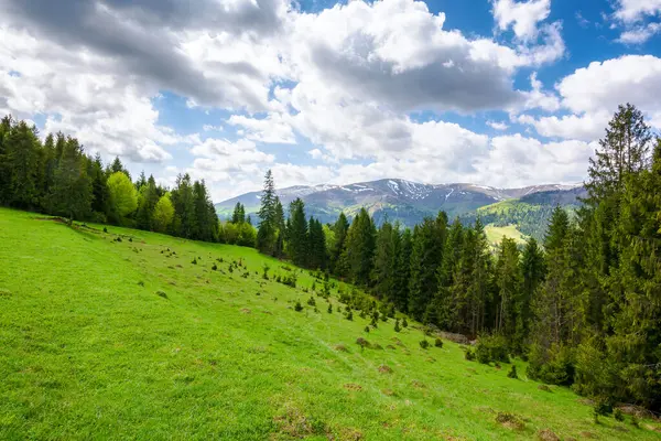 Baharda Transcarpathia manzarası. Çimenli tepede köknar ormanı manzarası. Uzakta karlı tepeli dağ sıraları. Saf yeşil çevre. Bulutların altında güneşli bir gün.